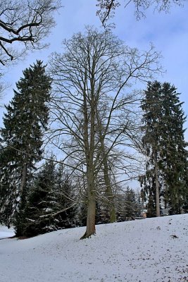 Acer pseudoplatanus - javor klen - zimní habitus (50)